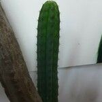 Trichocereus macrogonus Leaf