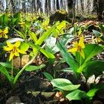 Erythronium americanumFlower