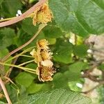 Actinidia deliciosa Fruto