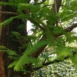 Metasequoia glyptostroboides Lapas