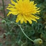 Sonchus tenerrimusപുഷ്പം