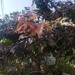 Chrysophyllum cainito Hoja