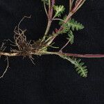 Pedicularis gracilis Yeri