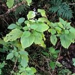 Plectranthus fruticosus 整株植物