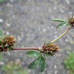 Trifolium scabrum Elinympäristö