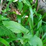 Crepis lampsanoides Fulla