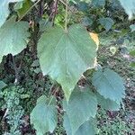 Dombeya burgessiae Hoja