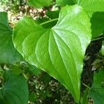 Dioscorea communis Hostoa