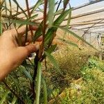 Thevetia neriifolia Hoja