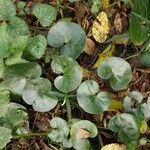 Asarum europaeum Leaf