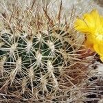 Rebutia spp. Λουλούδι