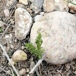 Lysimachia linum-stellatum Lapas