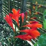 Crocosmia x crocosmiiflora Flor