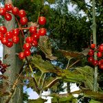 Viburnum opulus Vaisius