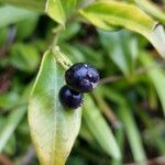 Sarcococca confusa Frucht