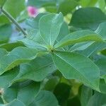 Allamanda blanchetii Leaf