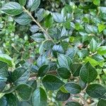 Cotoneaster simonsii Blad