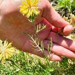 Centaurea rupestris 叶