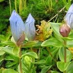 Gentiana calycosa 花