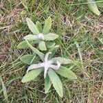 Artemisia ludoviciana Lapas