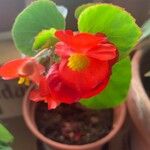 Begonia evansiana Flower