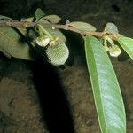 Annona paludosa ഫലം