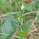 Polygonum bellardii Habitus