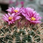 Ferocactus chrysacanthus