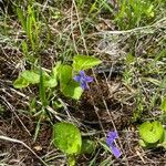 Viola adunca Leaf