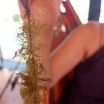 Myriophyllum verticillatum Hoja