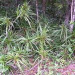 Freycinetia sulcata Habitus