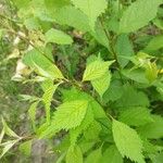 Prunus tomentosa Leaf