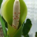 Calla palustris Цвят