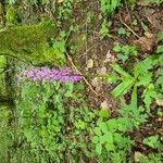 Orchis masculaÇiçek