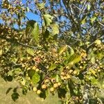 Crataegus phaenopyrum Листок