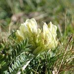 Oxytropis campestris Blodyn