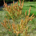 Rumex thyrsiflorus Ffrwyth