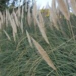 Cortaderia selloana Plante entière