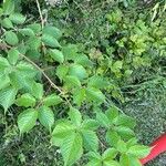 Rubus bertramii Blad