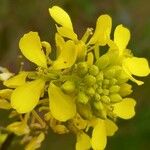 Brassica nigra 花