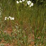 Triteleia hyacinthina Alkat (teljes növény)