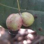 Syzygium lecardii Fruto