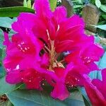 Rhododendron ferrugineum Blodyn
