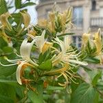 Lonicera caprifoliumFlower