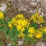 Hypericum perfoliatum Квітка