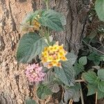 Lantana camaraফুল