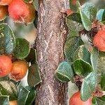 Cotoneaster horizontalis Bark