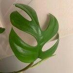 Monstera minima List