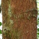 Axinaea costaricensis Bark