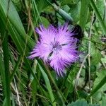 Dianthus hyssopifolius Flor
